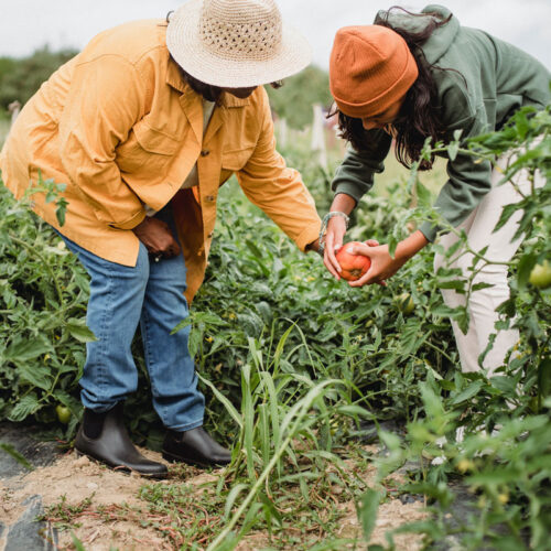 Organic-agriculture-short-course