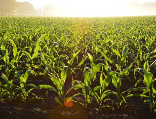 Farming for Change – how one South African is farming for herself and teaching people along the way!